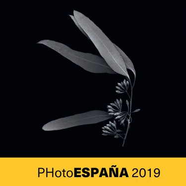 Endeavour - L’eucalyptus, un cas d’étude