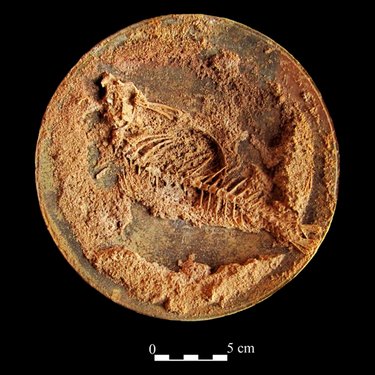 Archéologie du goût en Méditerranée occidentale aux époques phénicienne et punique