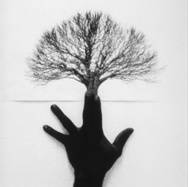 El Árbol. Raíces, Conexión y Trascendencia